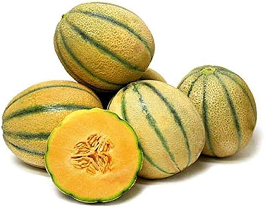 Cucumis melo 'Tuscan' - Melon, Tuscan from My Organic Table