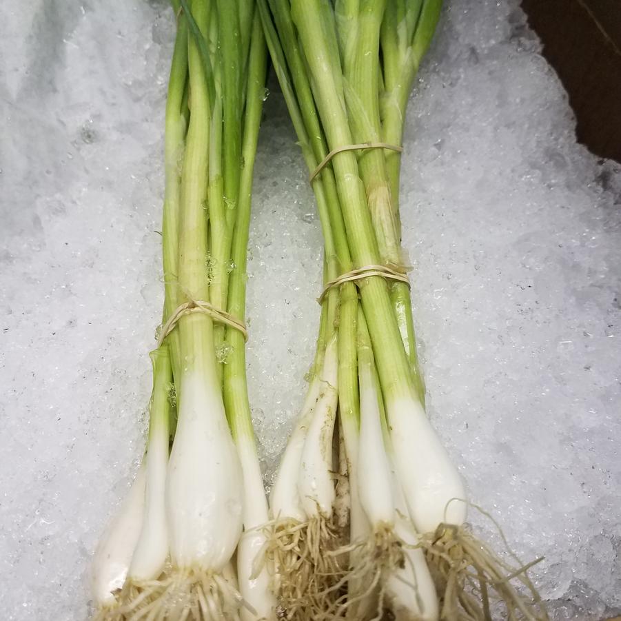 Allium cepa 'Scallions' - Scallions from My Organic Table