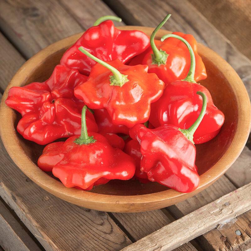 Capsicum annuum 'Bishop's Crown' - Pepper, Bishop's Crown from My Organic Table