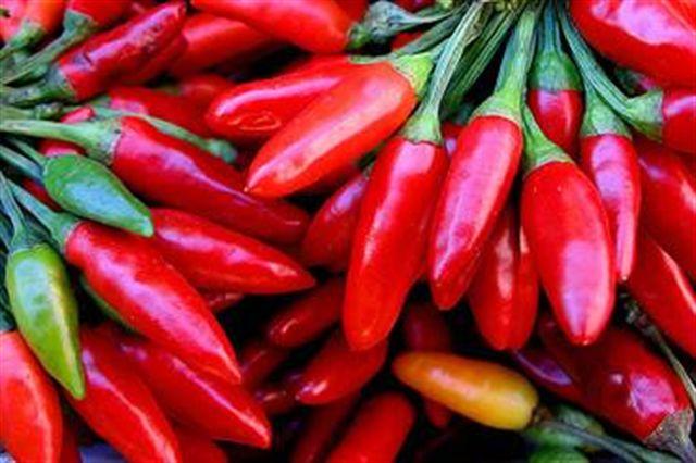 Capsicum annuum 'Calabrian Chili's (Diavolicchio Calabrese)' - Pepper, Calabrian Chili's (Diavolicchio Calabrese) from My Organic Table