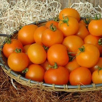 Solanum lycopersicon Tempting TomatoesÂ® 'Bellini' - Tomato, Bellini from My Organic Table