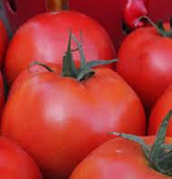 Solanum lycopersicon 'Celebrity' - Tomato, celebrity from My Organic Table