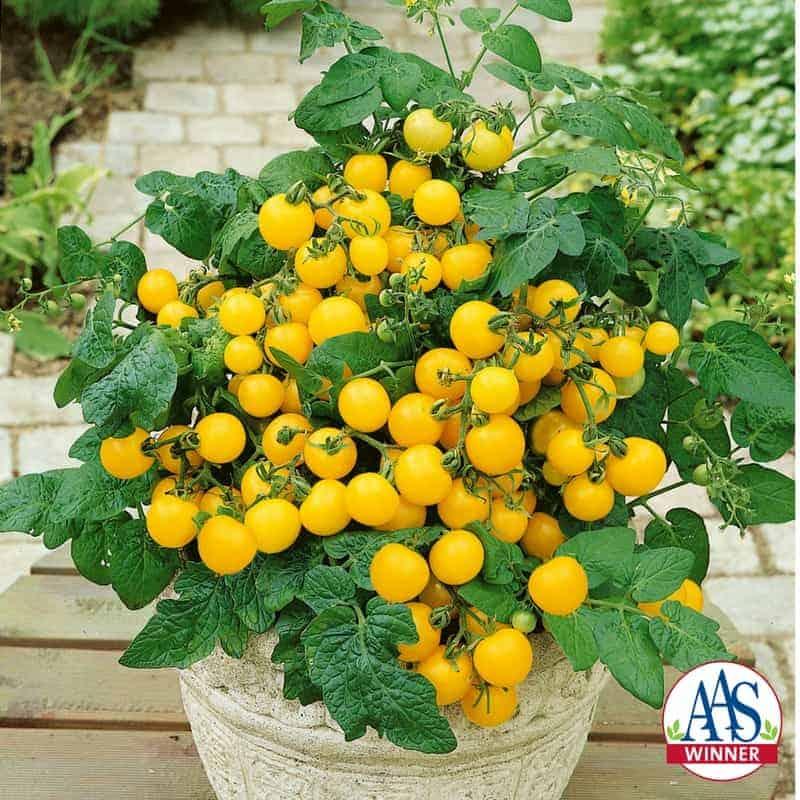 Solanum lycopersicon 'Patio Choice Yellow' - Tomato, Patio Choice Yellow from My Organic Table