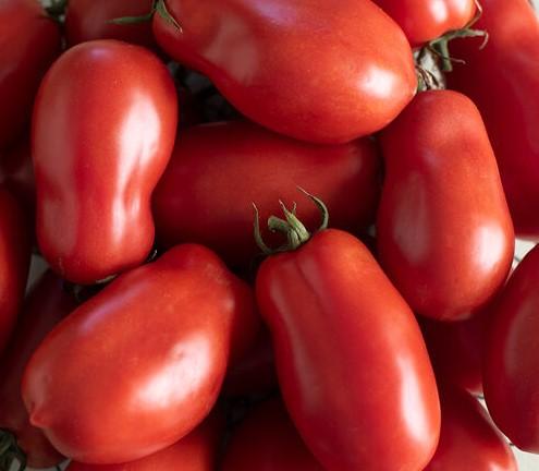 Solanum lycopersicon 'San Marzano' - Tomato, San Marzano from My Organic Table
