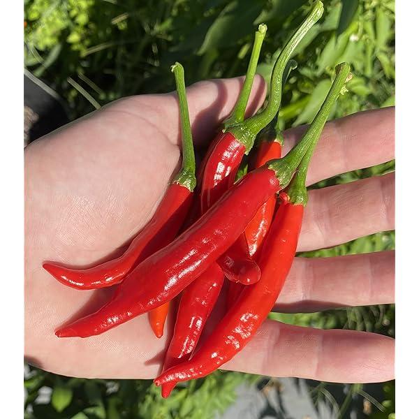 Capsicum annuum 'Calabrian Chili's (Diavolicchio di Diamante, aka Diamond Devil)' - Pepper, Calabrian Chili's from My Organic Table