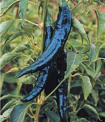 Capsicum annuum 'Campesiono (pasilla type)' - Pepper, Campesiono (pasilla type) from My Organic Table