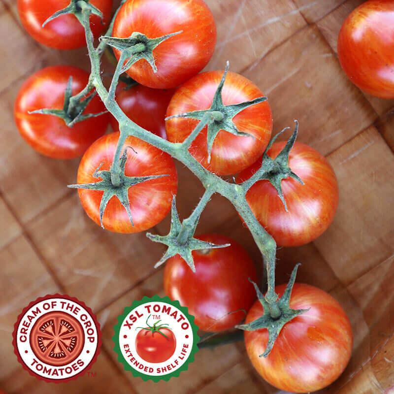 Solanum lycopersicon 'Sparky XSL' - Tomato, Sparky XSL from My Organic Table