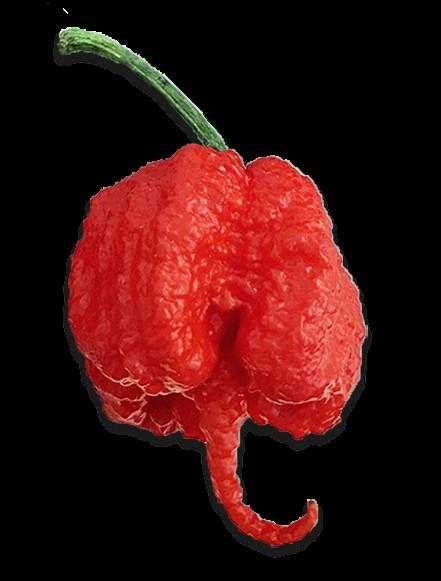 Capsicum annuum 'Carolina Reaper' - Pepper, Carolina Reaper from My Organic Table