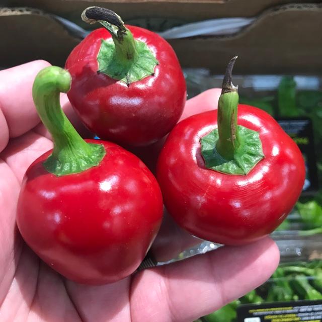 Capsicum annuum 'Cherry Hot' - Pepper, Cherry Hot from My Organic Table