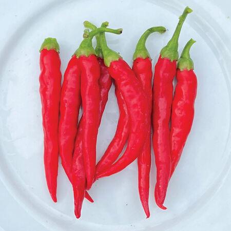 Capsicum annuum 'Chili de arbol' - Pepper, Chili de arbol from My Organic Table