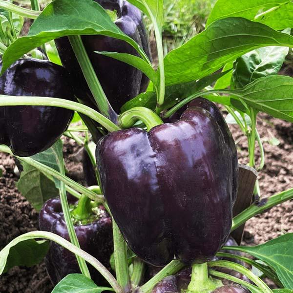 Capsicum annuum 'Dragonfly Purple Bell' - Pepper, Dragonfly Purple Bell from My Organic Table