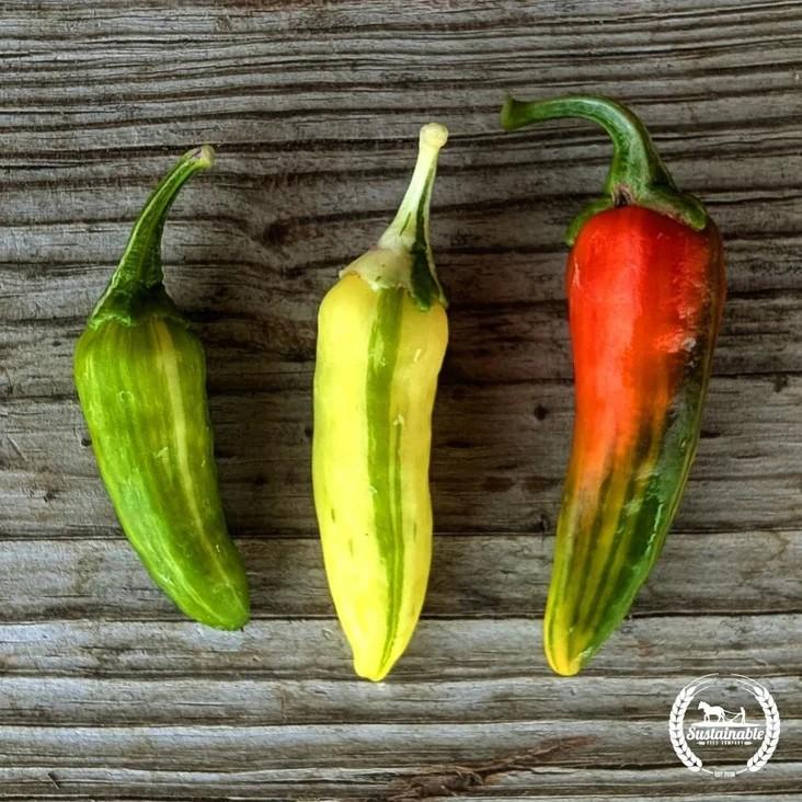Capsicum annuum 'Fish Pepper' - Pepper, Fish Pepper from My Organic Table
