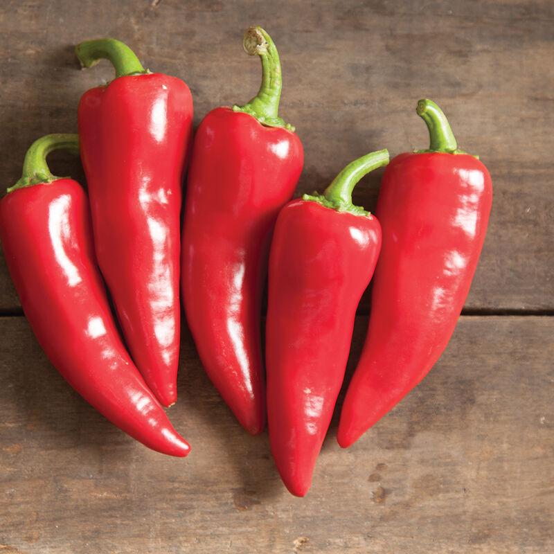 Capsicum annuum 'Fresno Pepper' - Pepper, Fresno Pepper from My Organic Table
