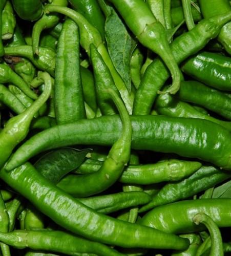 Capsicum annuum 'Friggitello di Napali' - Pepper, Friggitello di Napali from My Organic Table