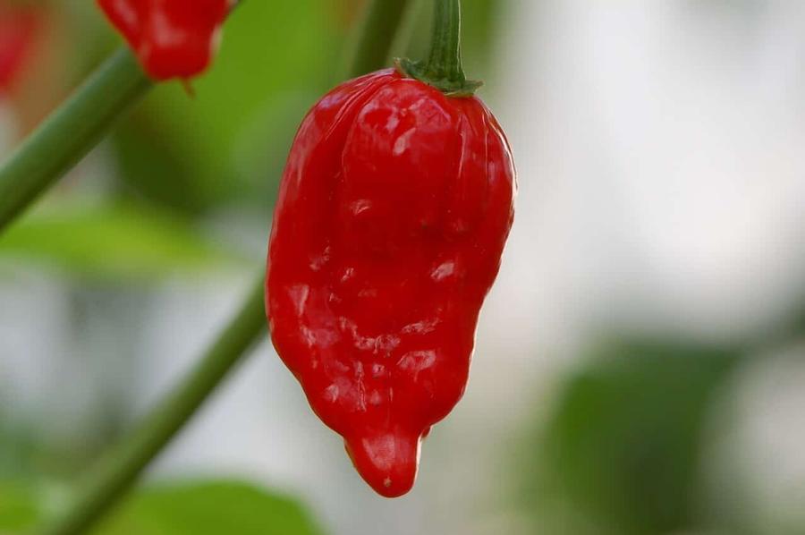 Capsicum annuum 'Ghost Red Lava' - Pepper, Ghost Red Lava from My Organic Table