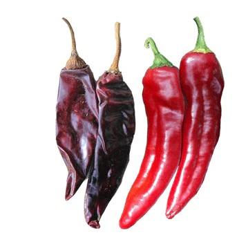Capsicum annuum 'Guajillo' - Pepper, Guajillo from My Organic Table
