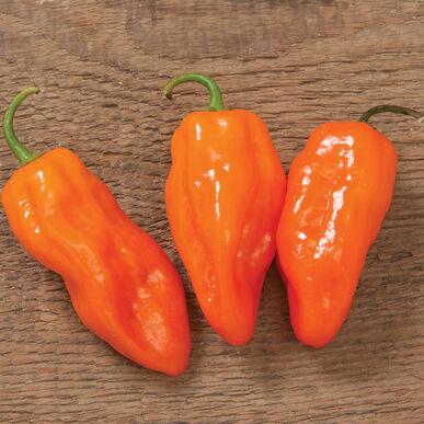 Capsicum annuum 'Habernero' - Pepper, Habernero from My Organic Table