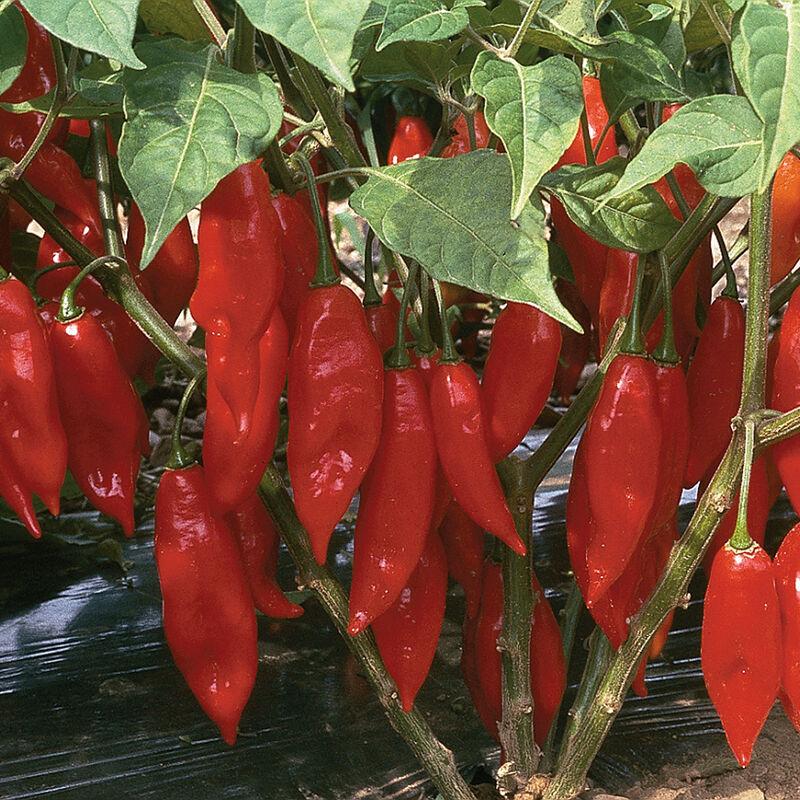 Capsicum annuum 'Hot Pepper Lantern (Red Habernero type)' - Pepper, Hot Pepper Lantern (Red Habernero type) from My Organic Table