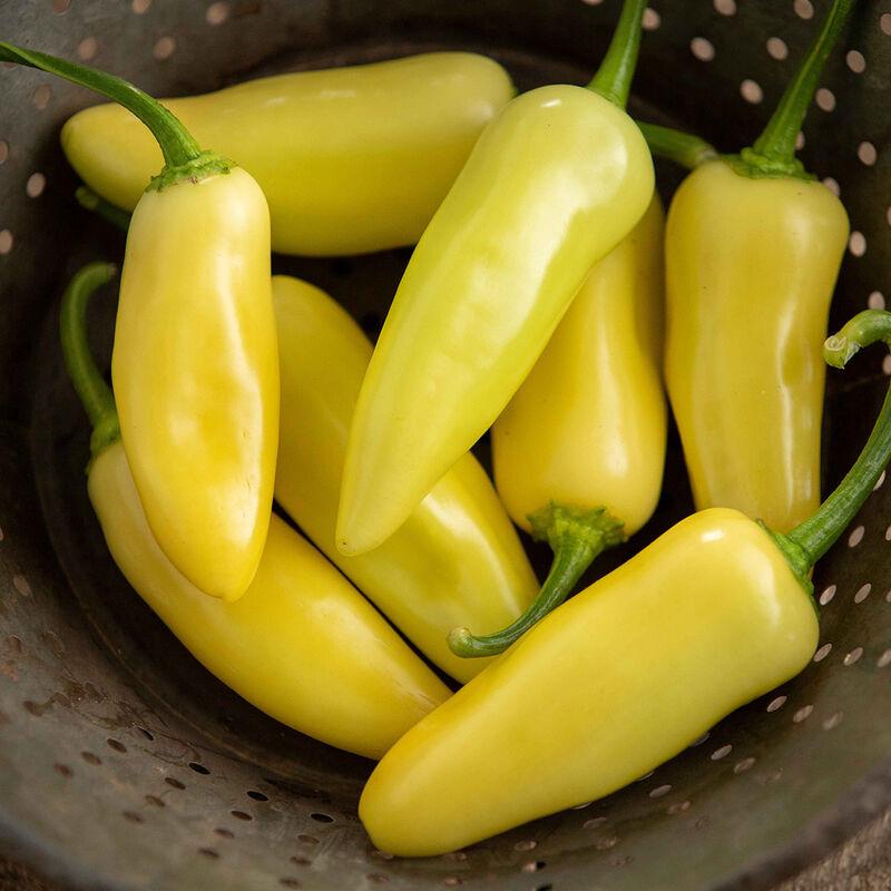 Capsicum annuum 'Jalapeno, Lemon Spice' - Pepper, Jalapeno, Lemon Spice from My Organic Table