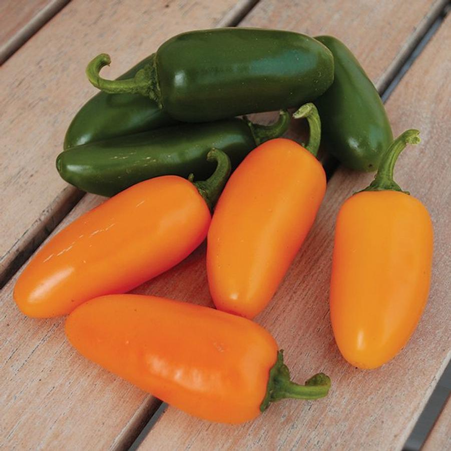 Capsicum annuum 'Jalapeno, Pumpkin Spice' - Pepper, Jalapeno, Pumpkin Spice from My Organic Table