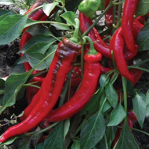 Capsicum annuum 'Jimmy Nardello' - Pepper, Jimmy Nardello from My Organic Table