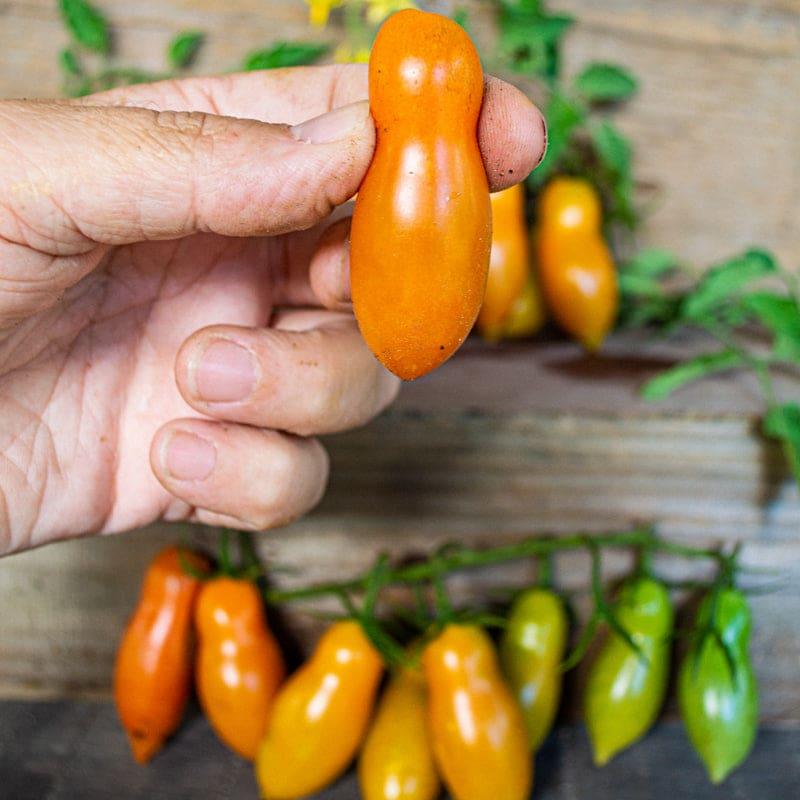 Solanum lycopersicon 'Sun Dipper' - Tomato, Sun Dipper from My Organic Table