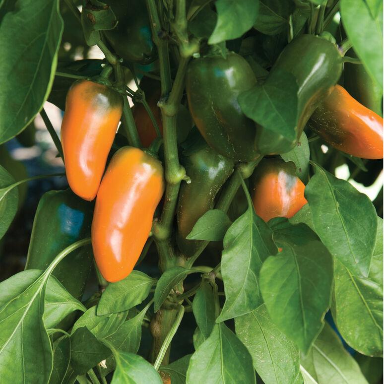 Capsicum annuum 'Lunch Box, Orange' - Pepper, Lunch Box, Orange from My Organic Table