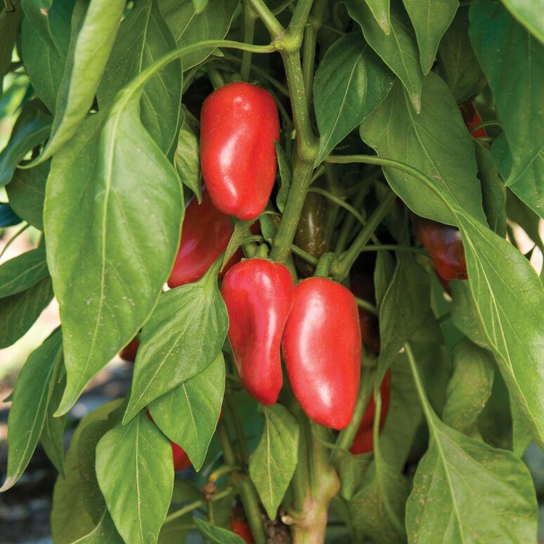 Capsicum annuum 'Lunch Box, Red' - Pepper, Lunch Box, Red from My Organic Table