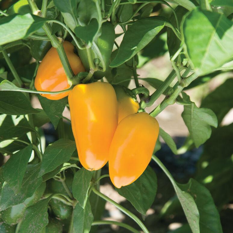 Capsicum annuum 'Lunch Box, Yellow' - Pepper, Lunch Box, Yellow from My Organic Table
