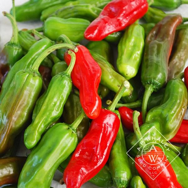 Capsicum annuum 'Pepperoncini' - Pepper, Pepperoncini from My Organic Table