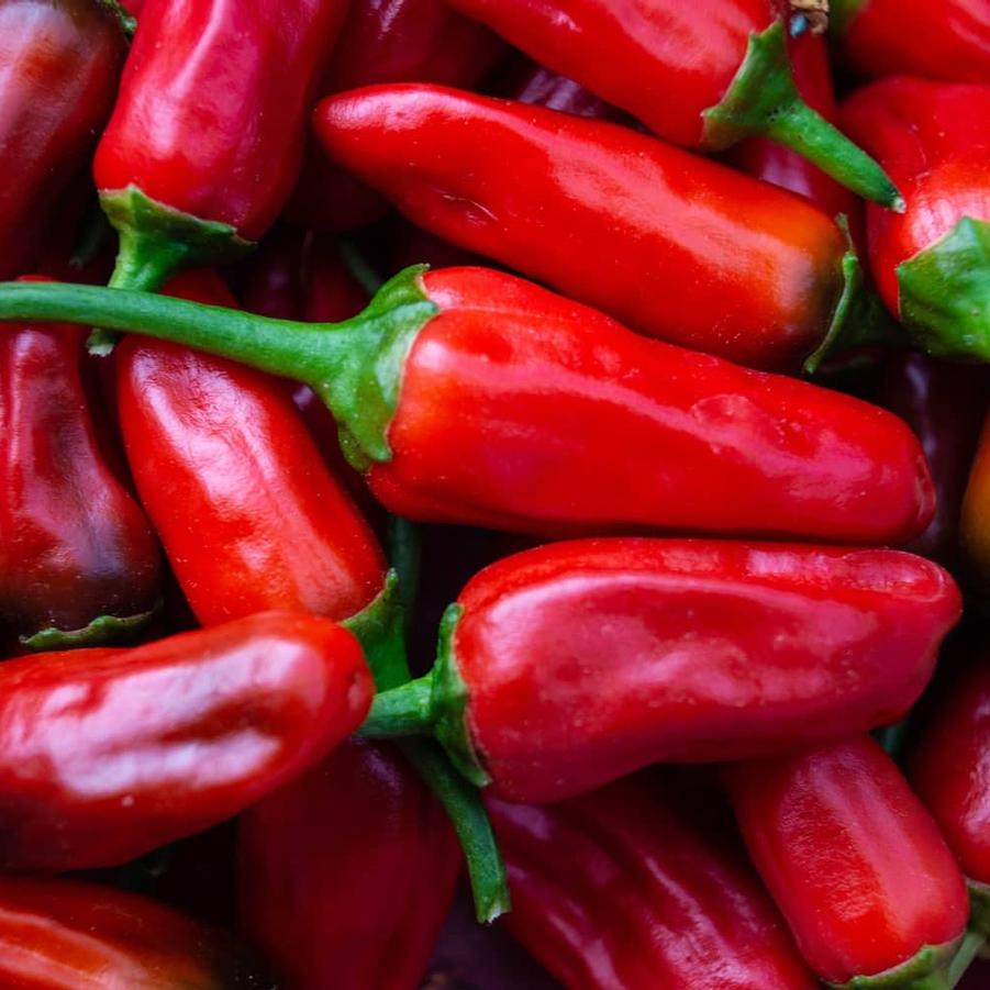 Capsicum annuum 'Peri Peri' - Pepper, Peri Peri from My Organic Table