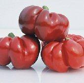 Capsicum annuum 'Pimento' - Pepper, Pimento from My Organic Table
