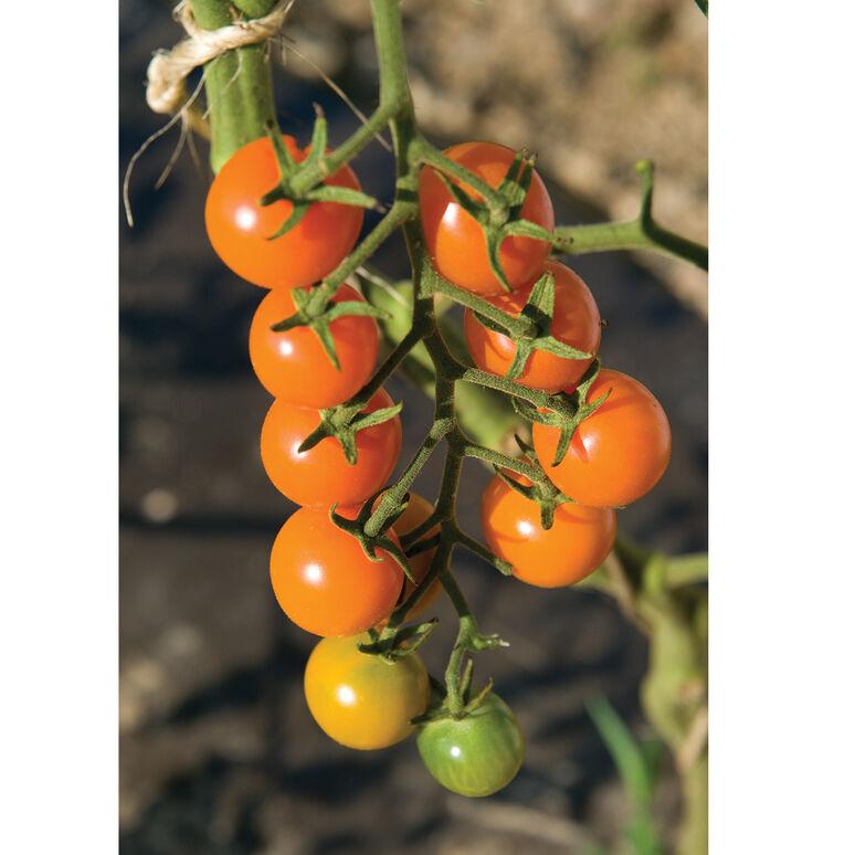 Solanum lycopersicon 'Sungold' - Cherry Tomato from My Organic Table