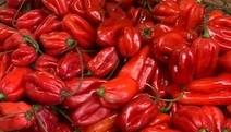 Capsicum annuum 'Scotch Bonnet' - Pepper, Scotch Bonnet from My Organic Table