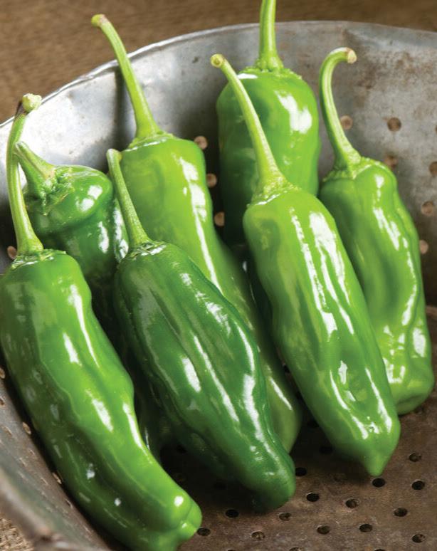 Capsicum annuum 'Shishito' - Pepper, Shishito from My Organic Table