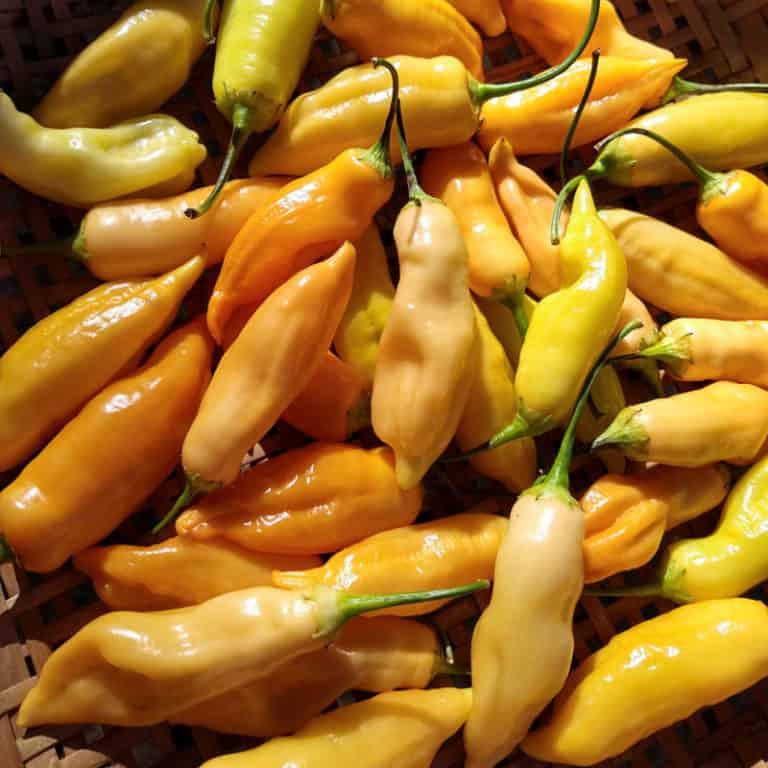 Capsicum annuum 'Sugar Rush Peach' - Pepper, Sugar Rush Peach from My Organic Table