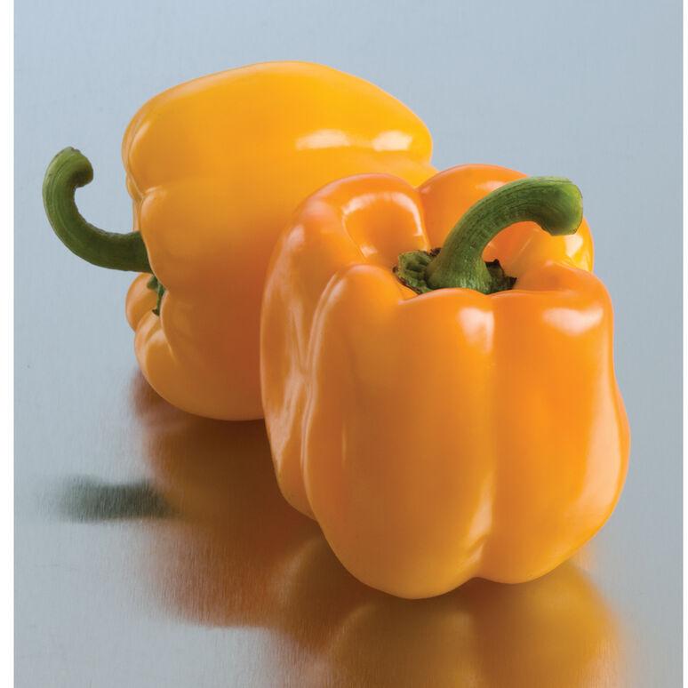 Capsicum annuum 'Sweet Sunrise' - Pepper, Sweet Sunrise from My Organic Table