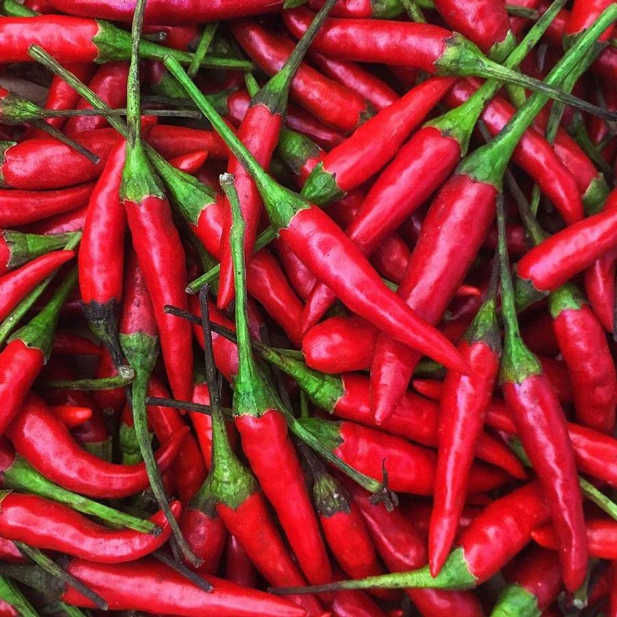 Capsicum annuum 'Thai Chili' - Pepper, Thai Chili from My Organic Table