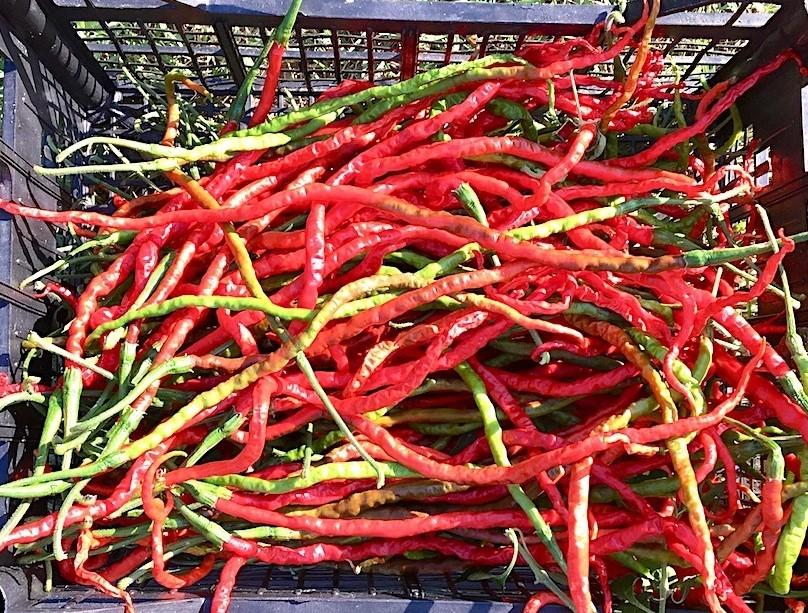 Capsicum annuum 'Thunder Mountain Longhorm' - Pepper, Thunder Mountain Longhorm from My Organic Table