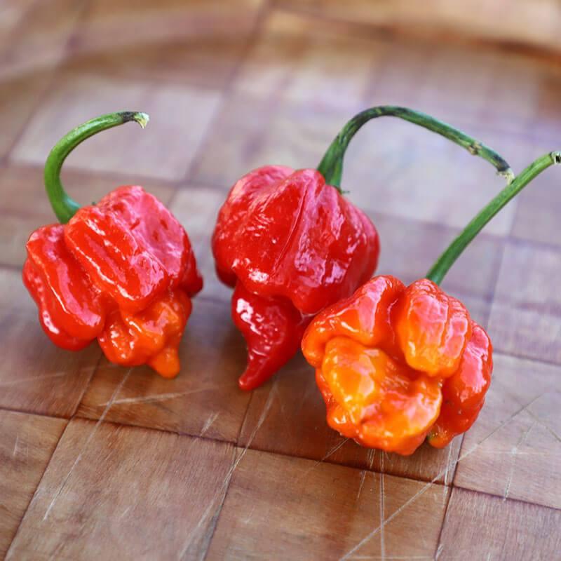 Capsicum annuum 'Trinidad Scorpion' - Pepper, Trinidad Scorpion from My Organic Table