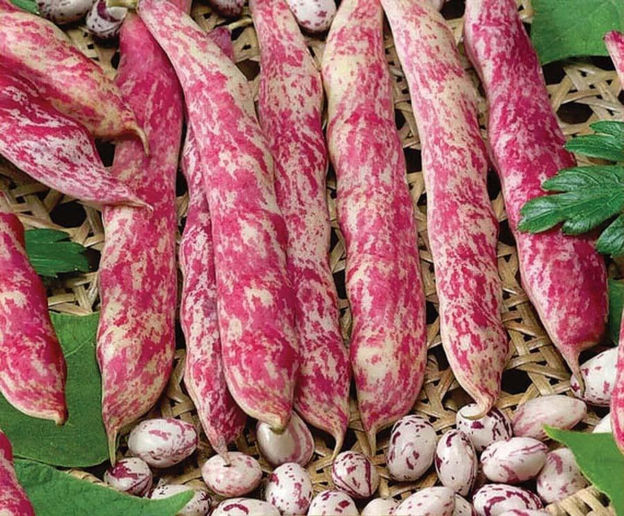 Phaseolus vulgaris 'Flambo (for drying)' - Pole Beans, Flambo (for drying) from My Organic Table