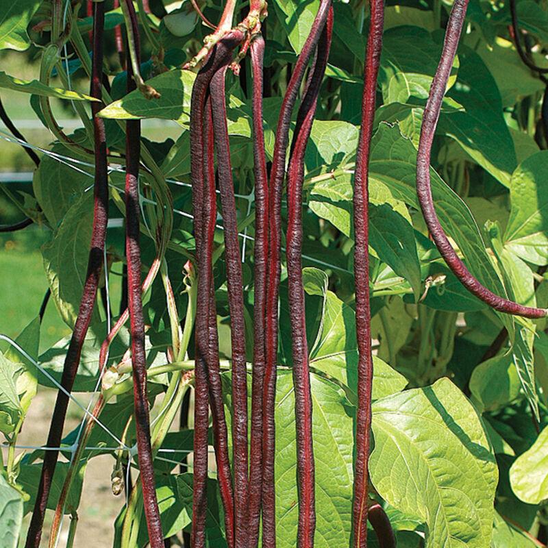 Phaseolus vulgaris 'Red Noodle' - Pole Beans, Red Noodle from My Organic Table