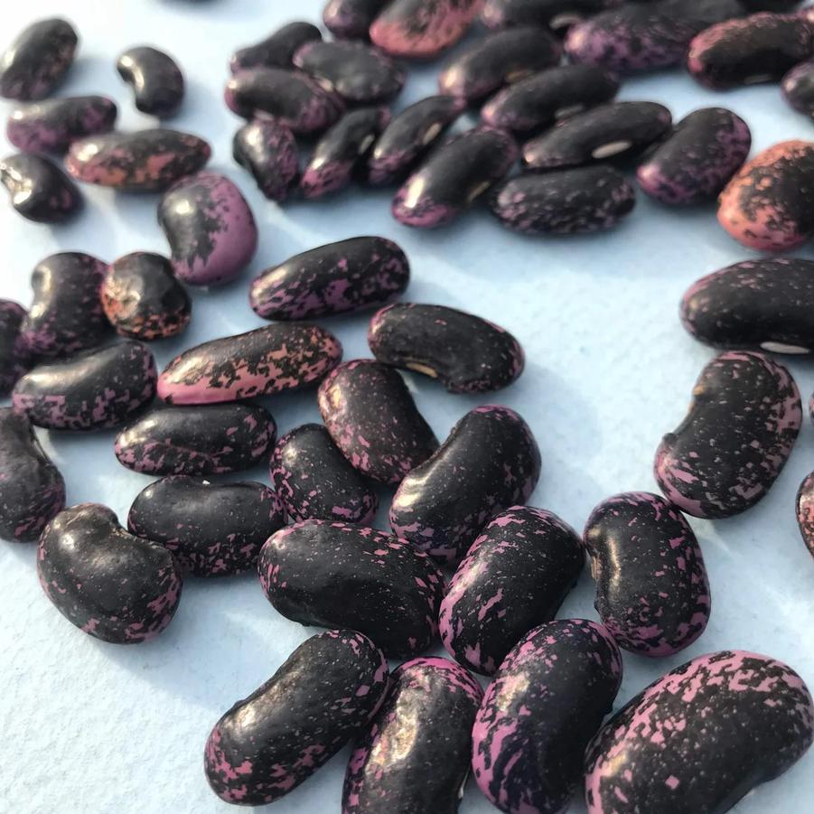 Phaseolus vulgaris 'Sunset Runner' - Pole Beans, Sunset Runner from My Organic Table