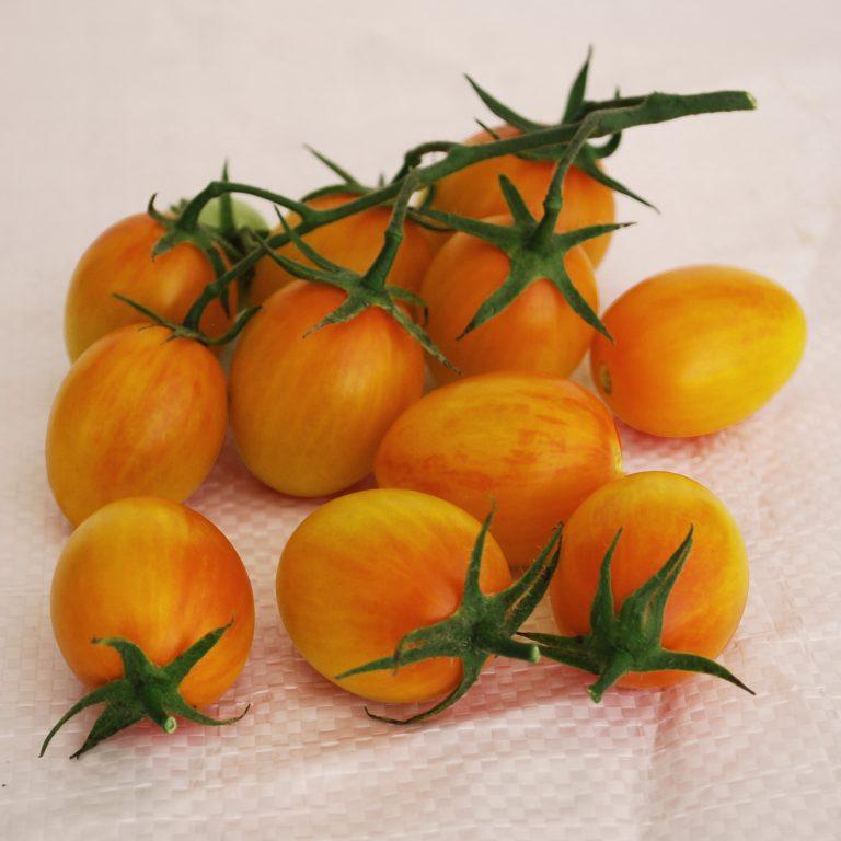 Solanum lycopersicon 'Sunset Torch' - Tomato, Sunset Torch from My Organic Table