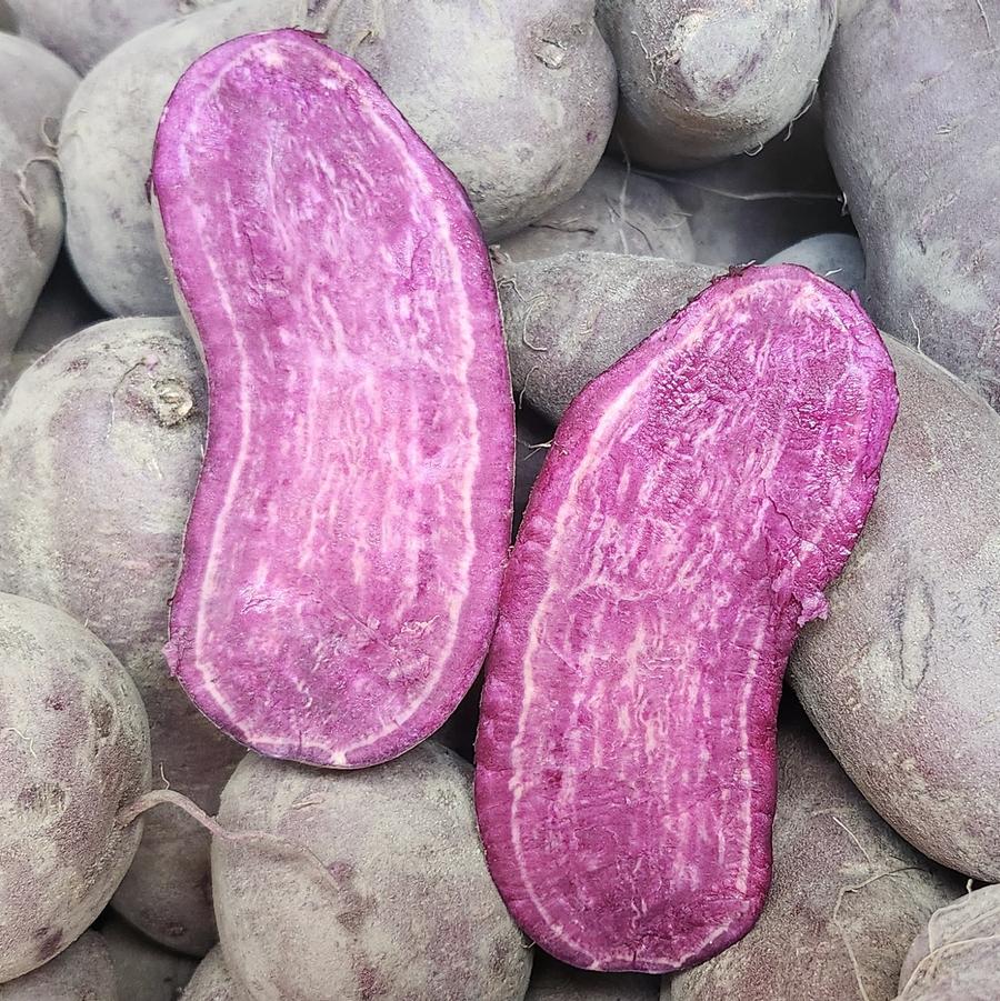 Solanum tuberosum 'Purple' - Potato, Purple from My Organic Table