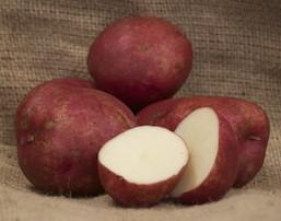 Solanum tuberosum 'Red' - Potato, Red from My Organic Table