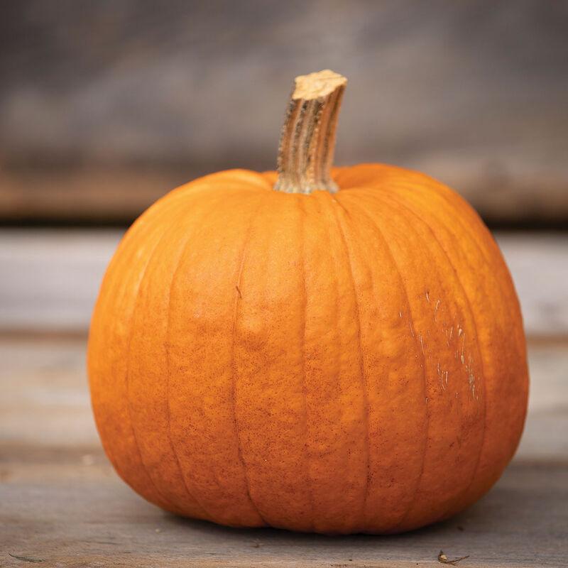 Cucurbita maxima 'New England Pie Pumpkin' - Pumpkin, New England Pie Pumpkin from My Organic Table
