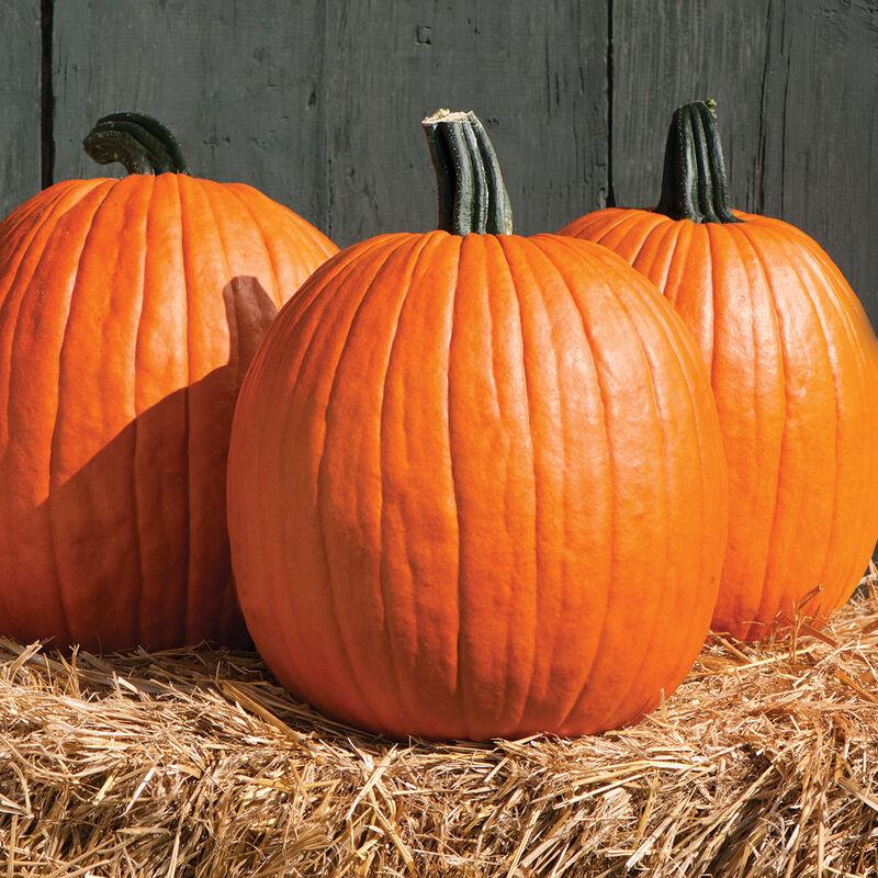 Cucurbita pepo 'Jack O'Lantern (Tom Fox)' - Pumpkin, Jack O'Lantern (Tom Fox) from My Organic Table