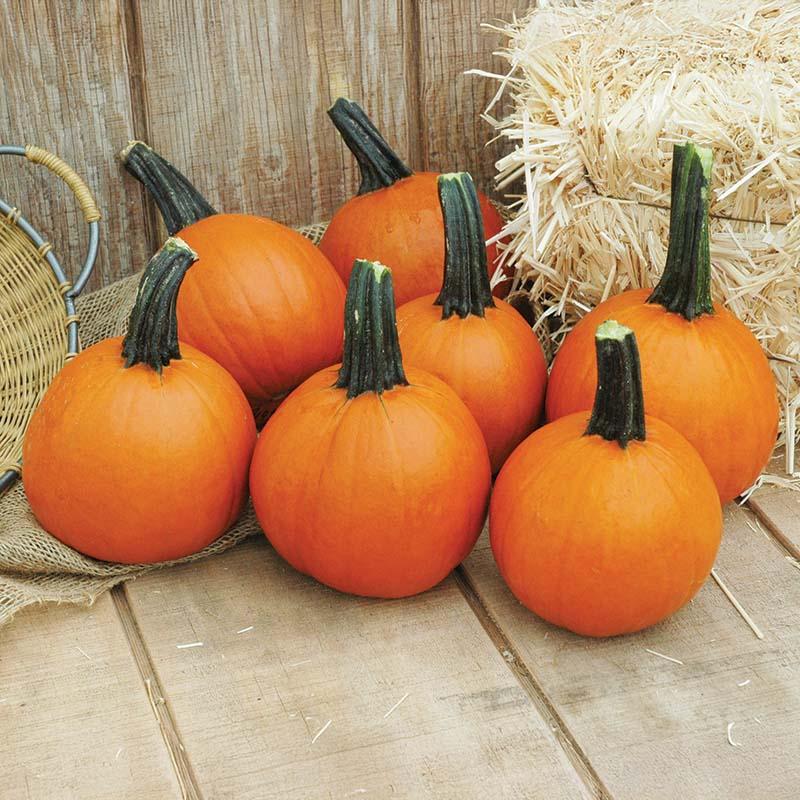Cucurbita pepo 'Little Giant' - Pumpkin, Little Giant from My Organic Table
