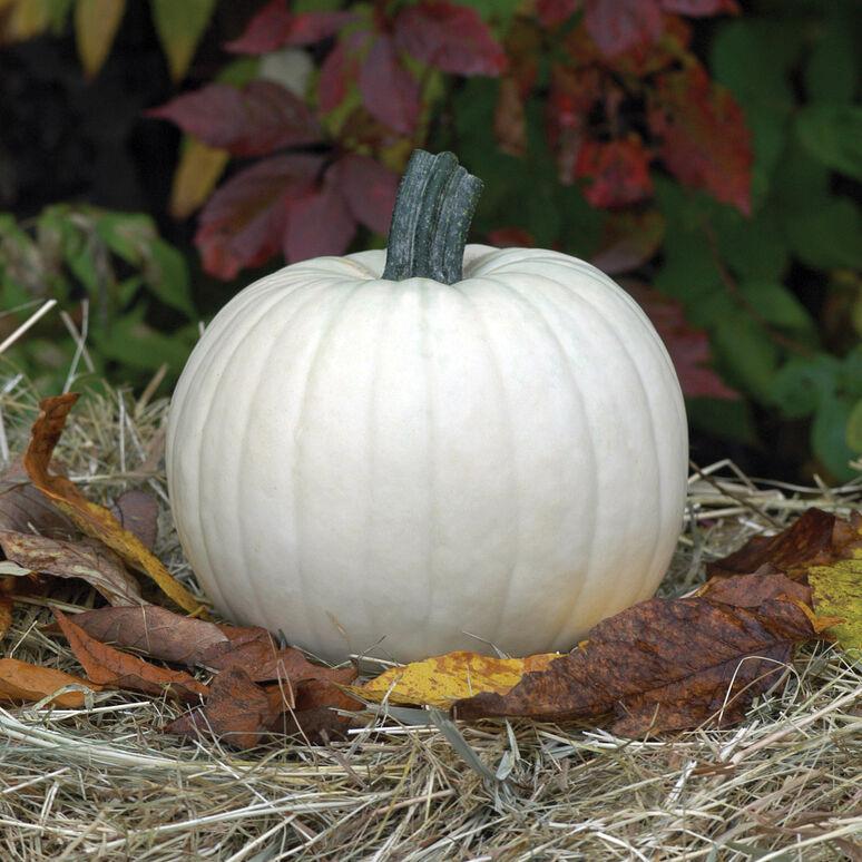 Cucurbita pepo 'Moonshine' - Pumpkin, Moonshine from My Organic Table